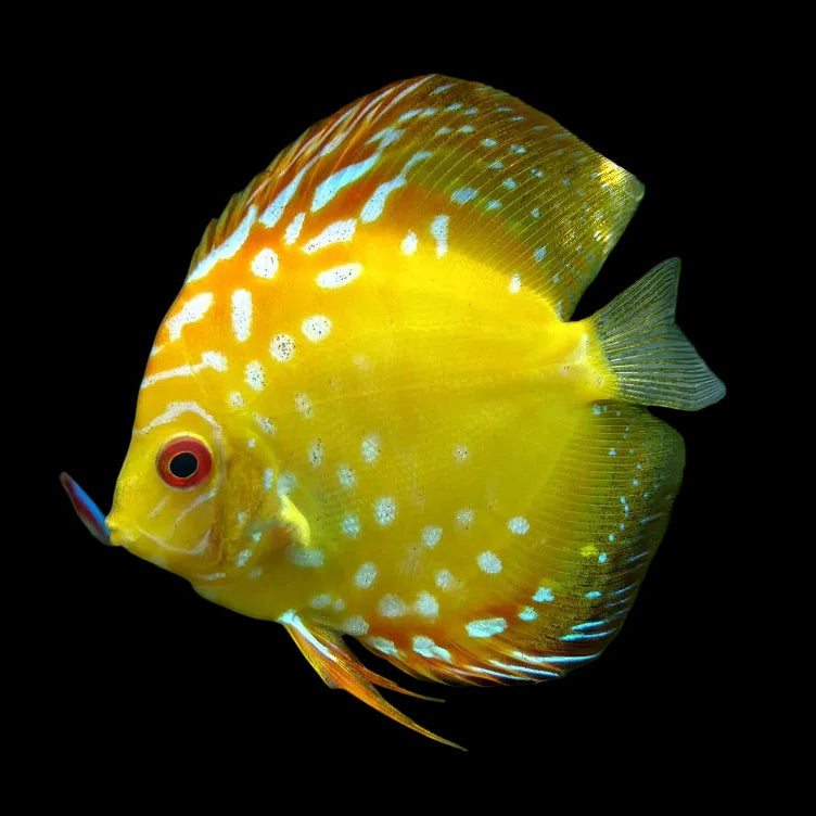Yellow panda Discus Fish