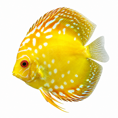 Yellow panda Discus Fish