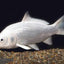 Platinum koi