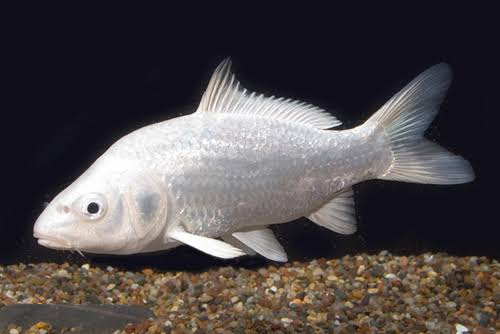 Platinum koi