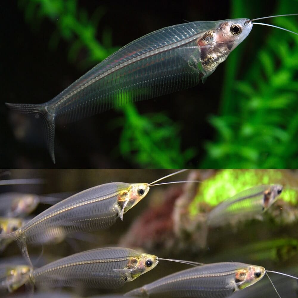 Glass Ghost Cat Fish