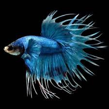 Crowntail Betta