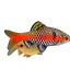 Odessa Barb