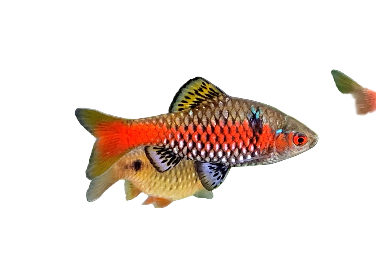 Odessa Barb