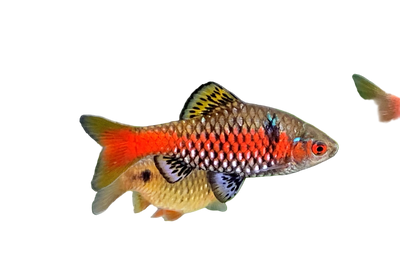 Odessa Barb