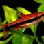 Red Beckford’s Pencilfish