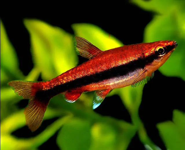 Red Beckford’s Pencilfish