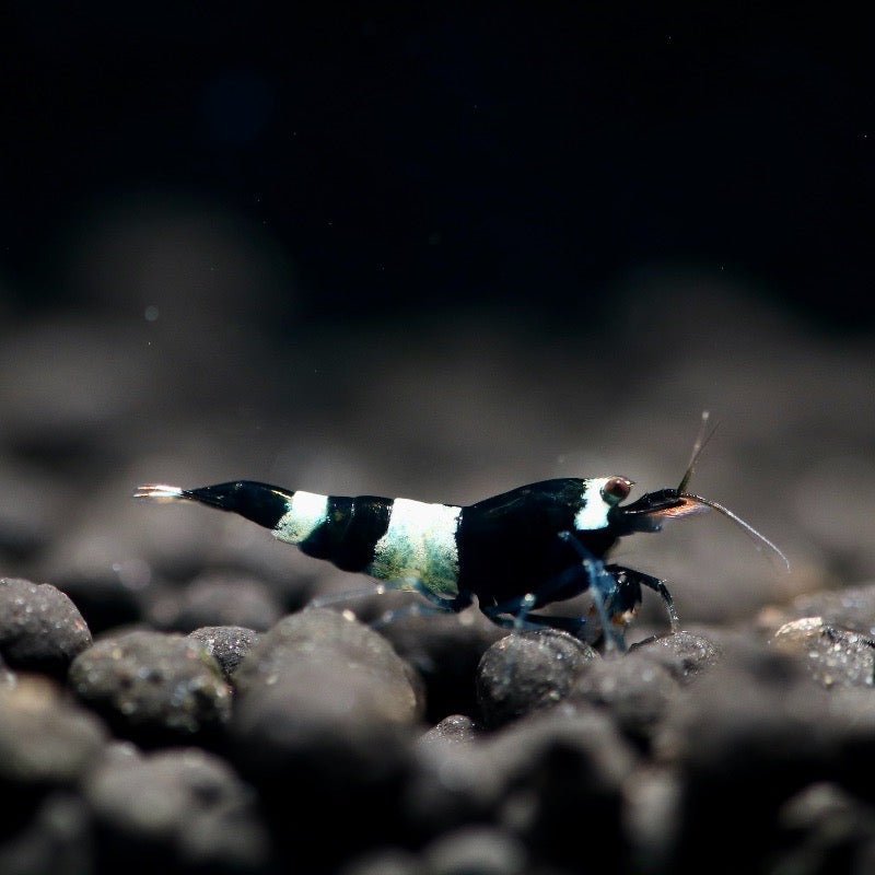 Black King Kong Shrimp 1.5cm (Caridina)