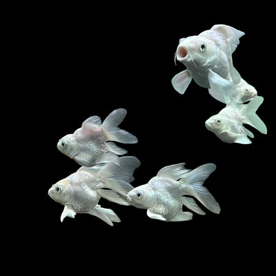 Baloon Butterfly Koi