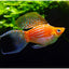 Balloon Molly Mix