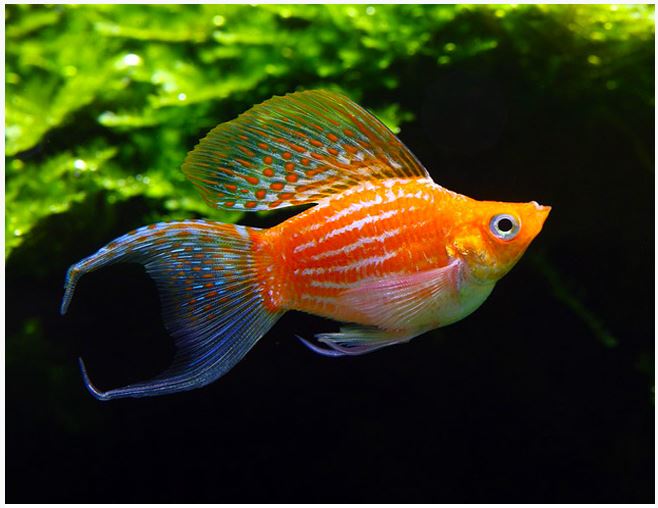 Balloon Molly Mix