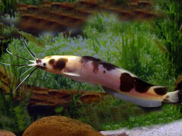 Marble Clarias Catfish