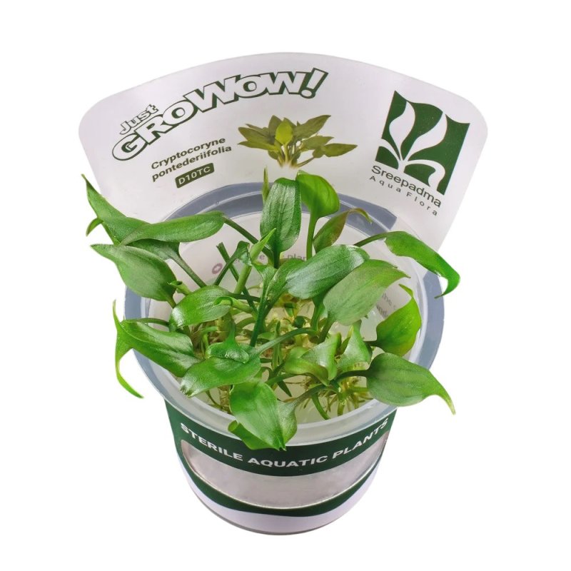 Growow Cryptocoryne Pontederiifolia