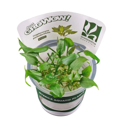 Growow Cryptocoryne Pontederiifolia