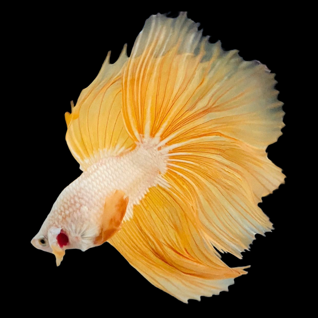 Yellow Dragon Betta