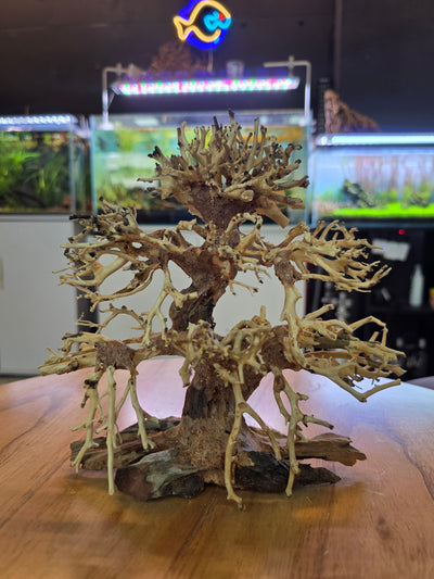 Banyan Bonsai Tree Driftwood