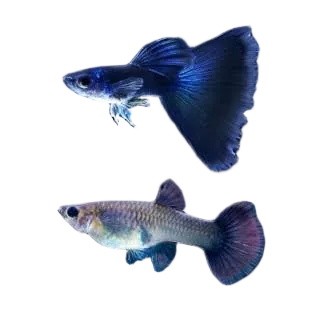 Moscow Blue Special Guppy Pair