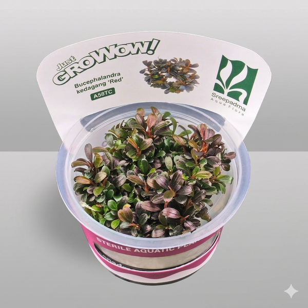 Growow Bucephalandra kedagang Red