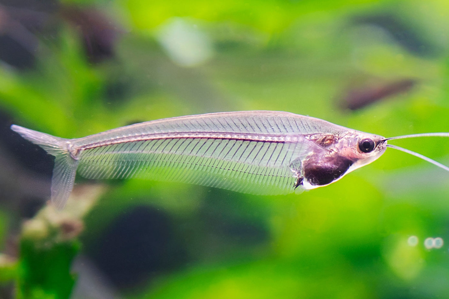 Glass Ghost Cat Fish