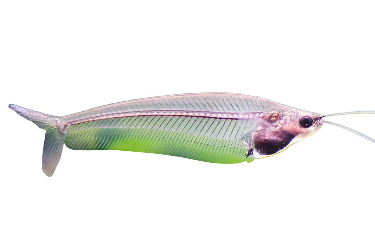 Glass Ghost Cat Fish