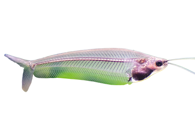 Glass Ghost Cat Fish