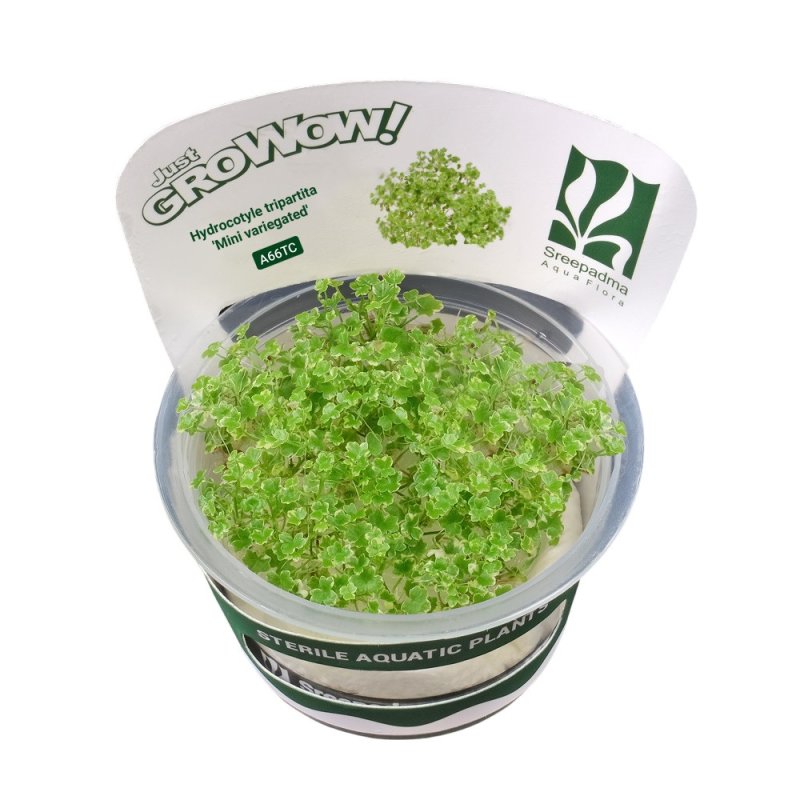 Growow Hydrocotyle tripartita Variegated