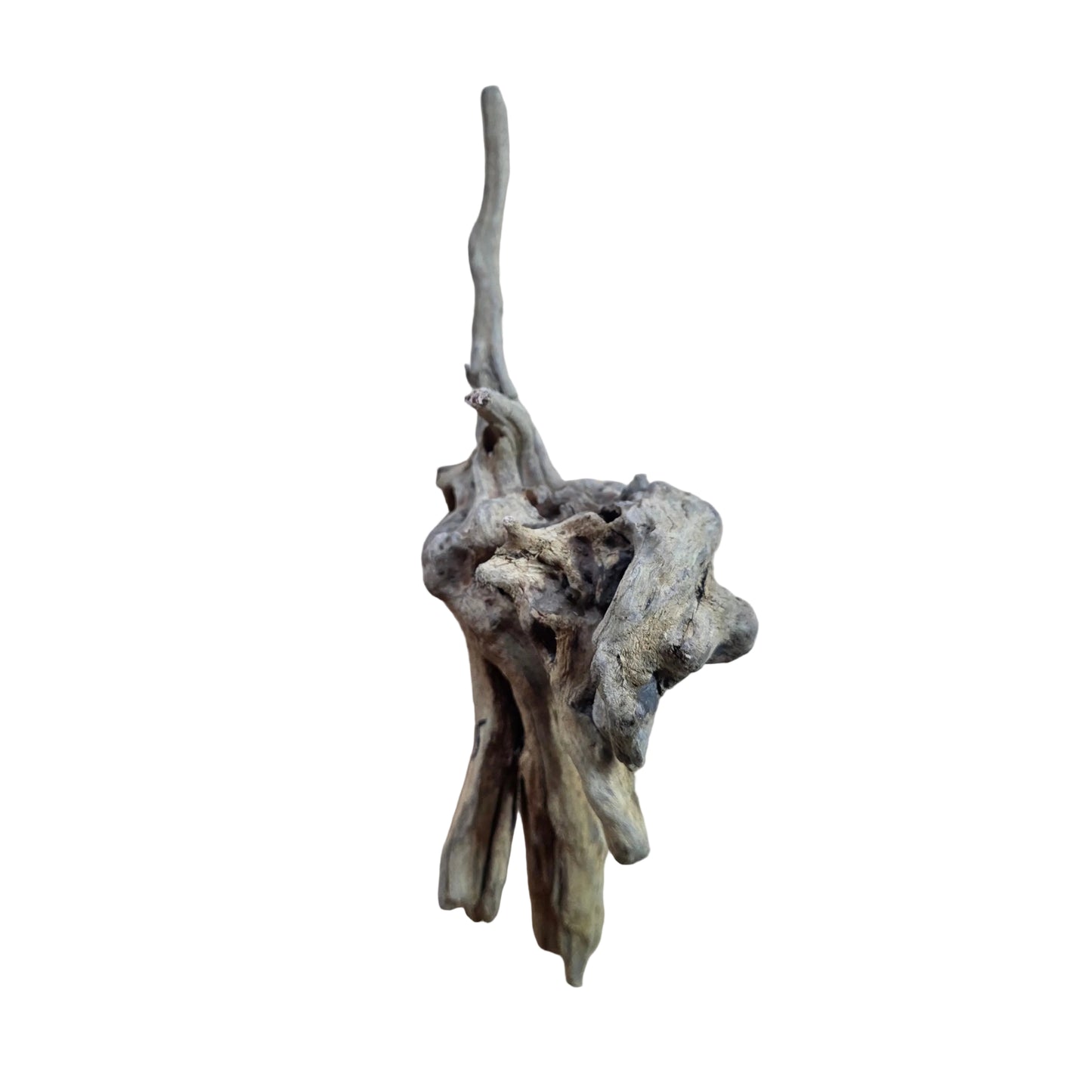 Drift Wood Dark color 20-40cm