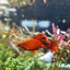 Xiphophorus Broccoli Special Platy