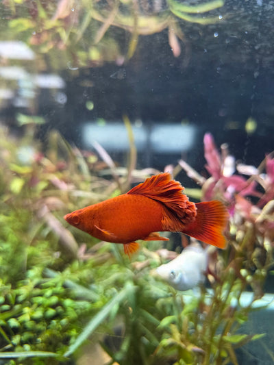 Xiphophorus Broccoli Special Platy