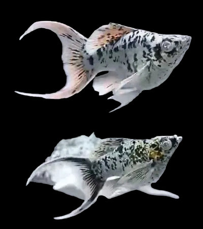 Special Short Body Molly