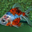 Calico Goldfish