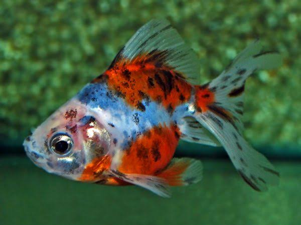 Calico Goldfish