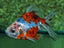 Calico Goldfish