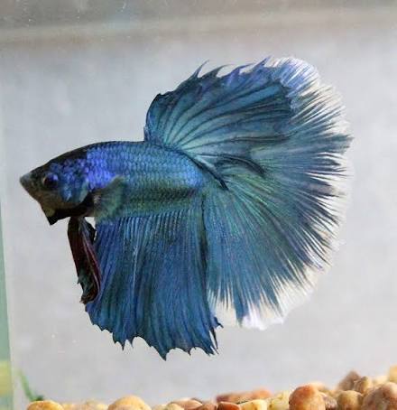 Halfmoon Betta Mix Color
