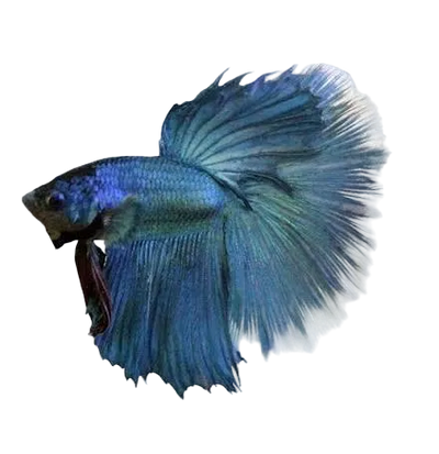Halfmoon Betta Mix Color