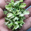 Growow Bucephalandra variegated Marble