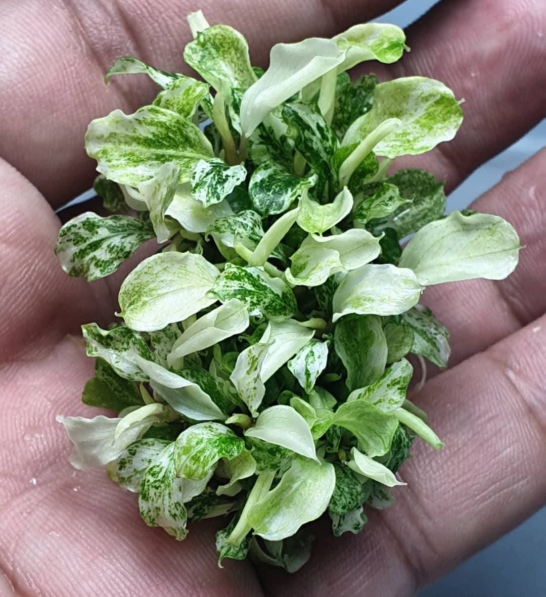 Growow Bucephalandra variegated Marble