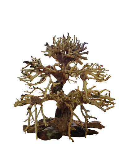 Banyan Bonsai Tree Driftwood