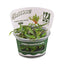 Cryptocoryne wendtii