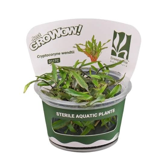 Cryptocoryne wendtii