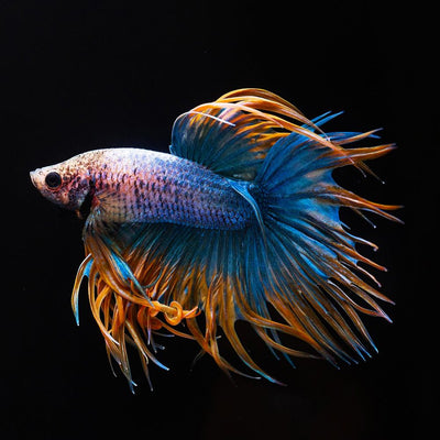 Crowntail Betta