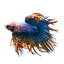 Crowntail Betta