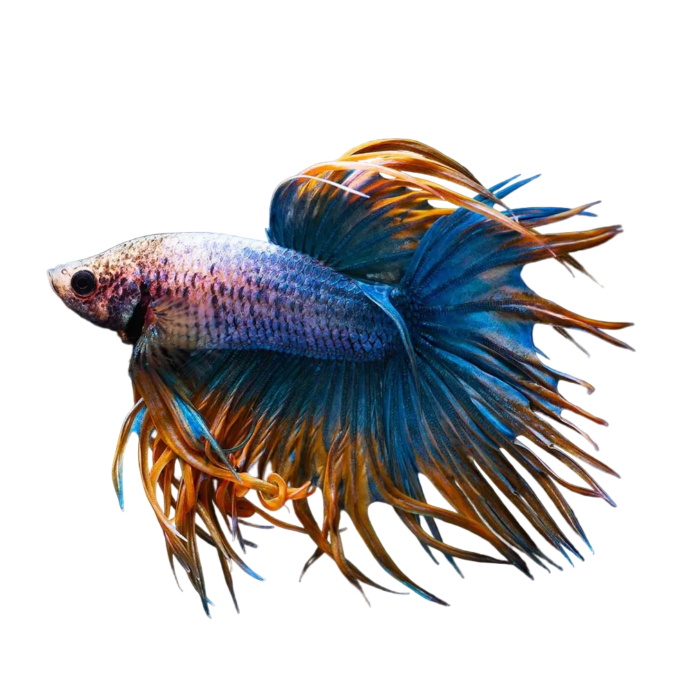 Crowntail Betta