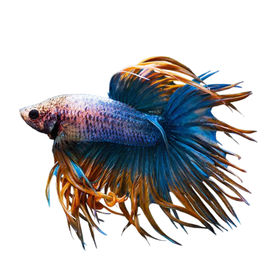 Crowntail Betta
