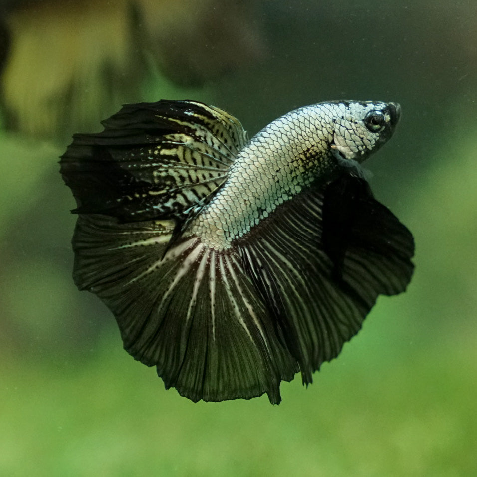 Black Dragon Betta