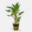 Hygrophila salicifolia Pot Plant