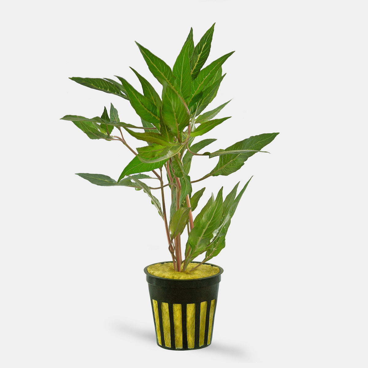Hygrophila salicifolia Pot Plant