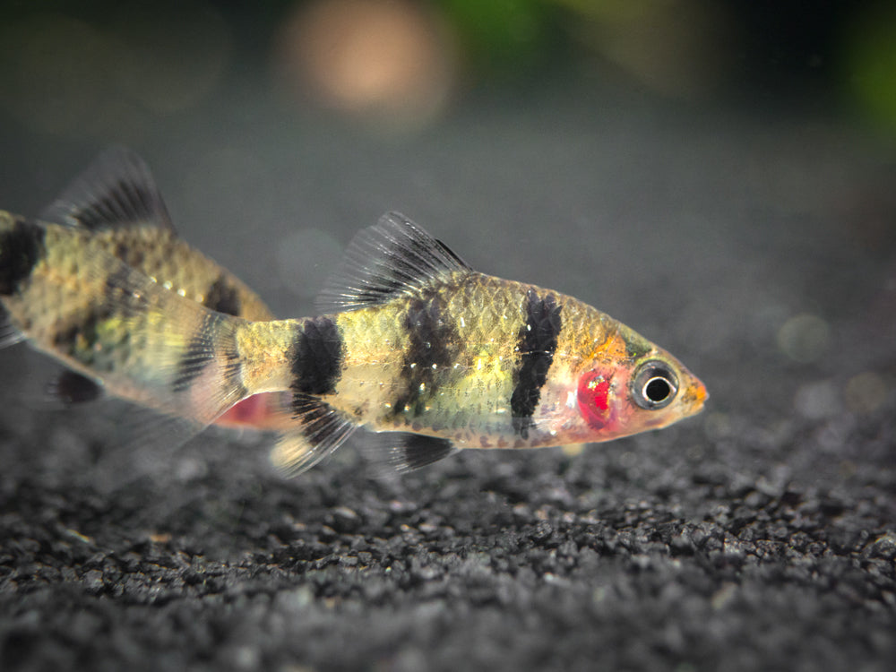 Black Ruby Barb (Pethia nigrofasciata)