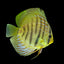 Discus Fish Mix 14cm