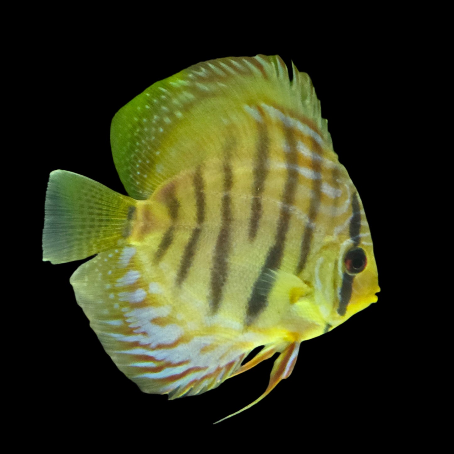 Discus Fish Mix 14cm